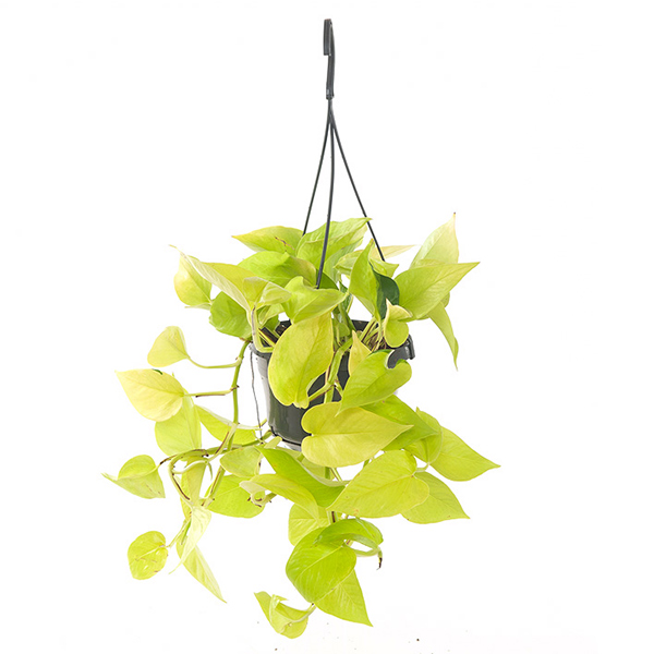 Scindapsus Pothos Gold - P 15 cm