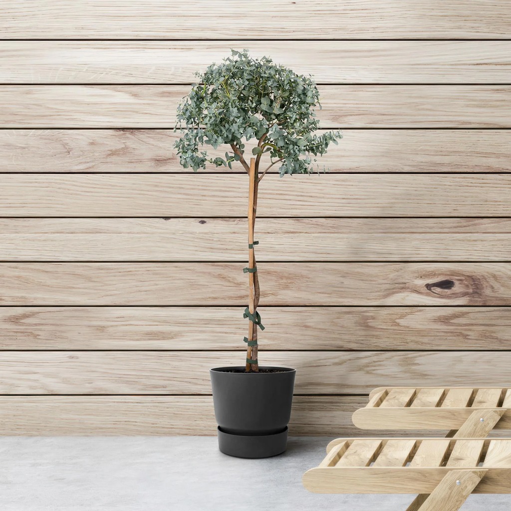 Eucalyptus op stam - Gomboom - P17