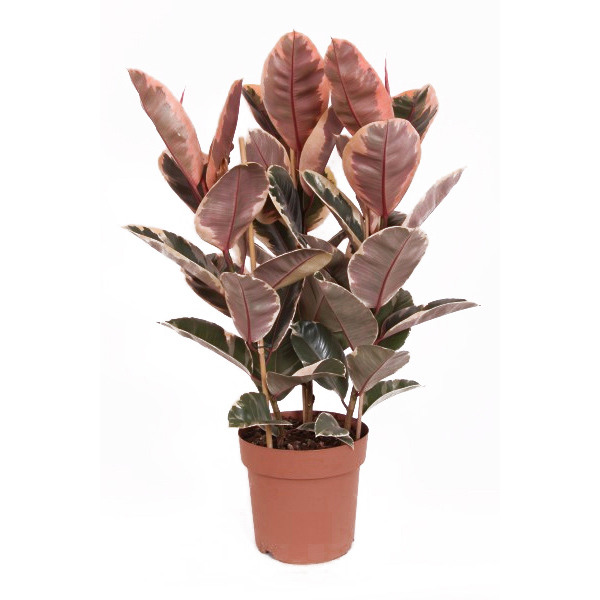 Ficus Elastica Belize (Rubberboom) - P 24