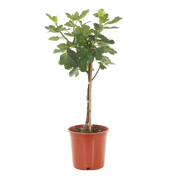 Vijgenboom - Ficus Carica - P20