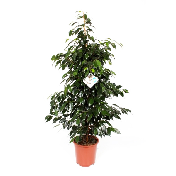 Ficus Danielle P 27 cm