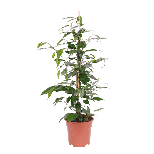 Ficus &apos;Danita&apos; P 17 cm