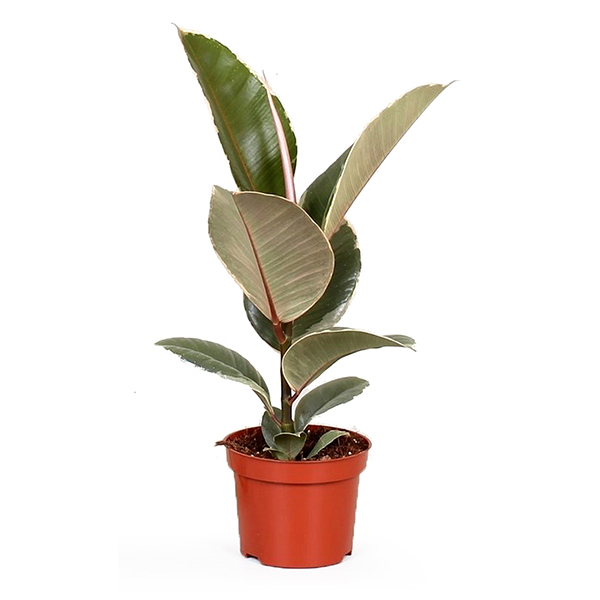 Ficus Elastica 'Tineke' P 12 cm