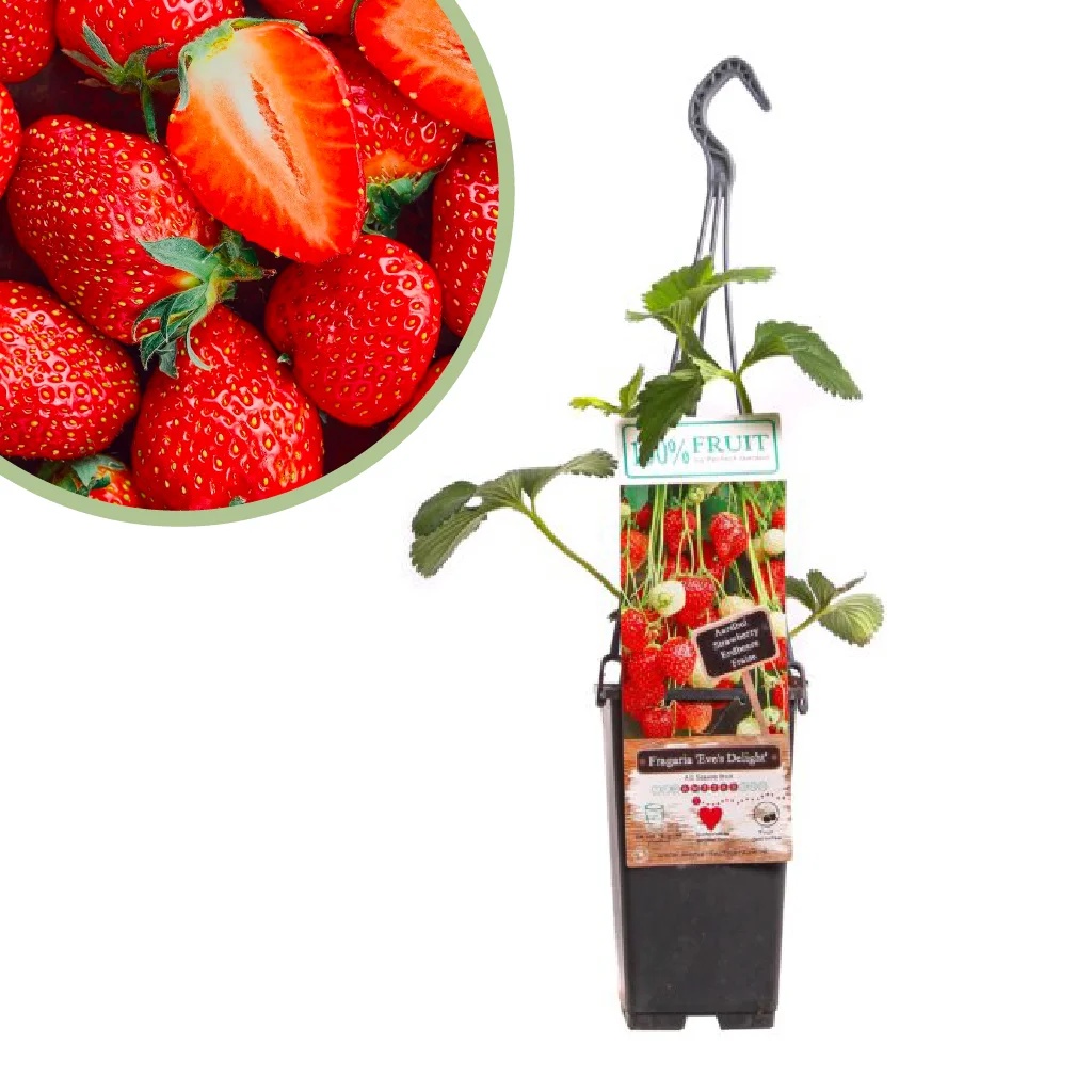 Fragaria Eve&apos;s Delight - Aardbeienplant - P15
