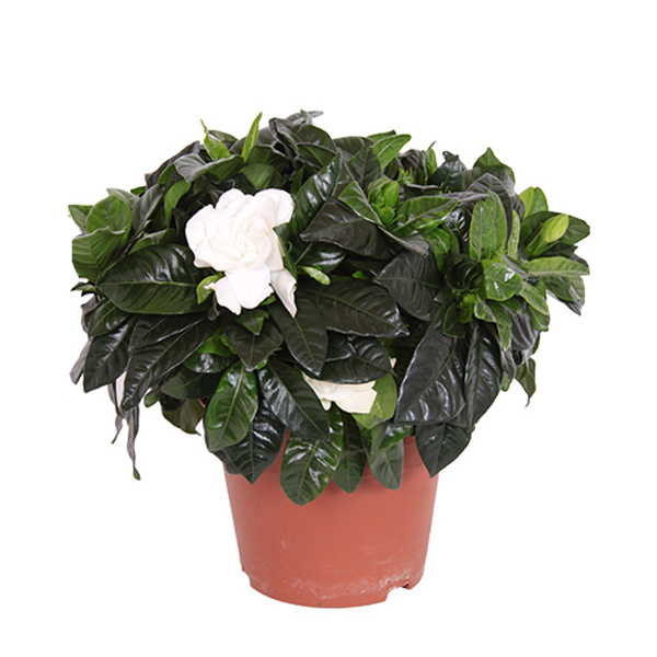 Kaapse Jasmijn (Witte Gardenia Jasminoides) P 17 cm