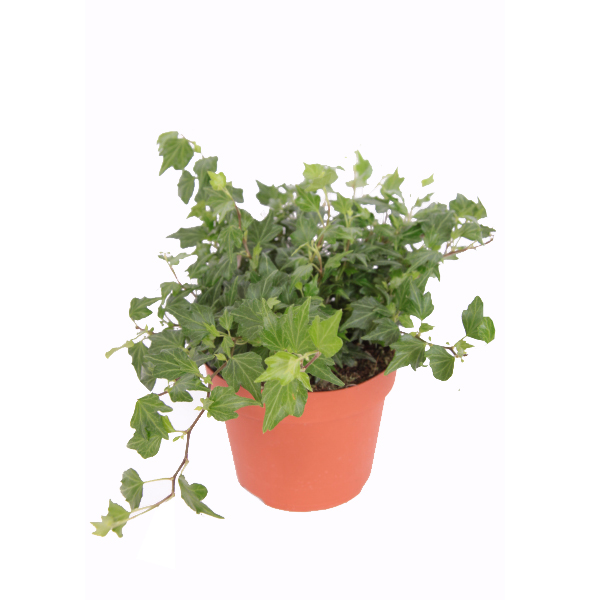 Hedera Helix Jessica - Klimop - P13