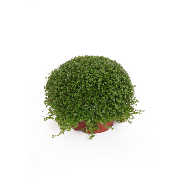 Slaapkamergeluk (Helxine soleirolii) P 11 cm