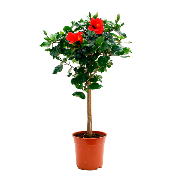 Hibiscus op stam rood (Chinese Roos) - P 19 cm