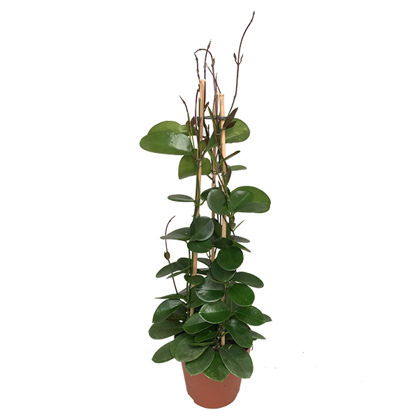 Hoya Australis (wasbloem) - P 17 cm