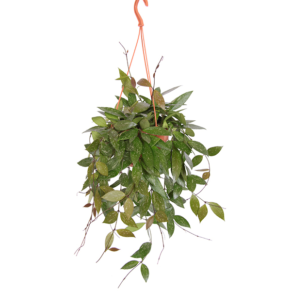 Hoya Gracilis (Memoria) - P 14 cm