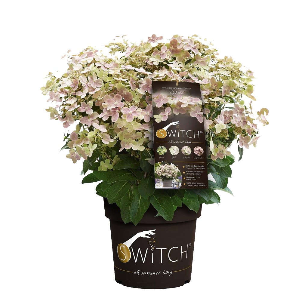 Hydrangea Paniculata Switch Ophelia - Hortensia - P19