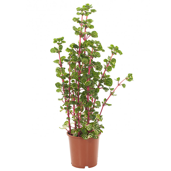 Iresine herbstii (biefstukplant) - P 15 cm