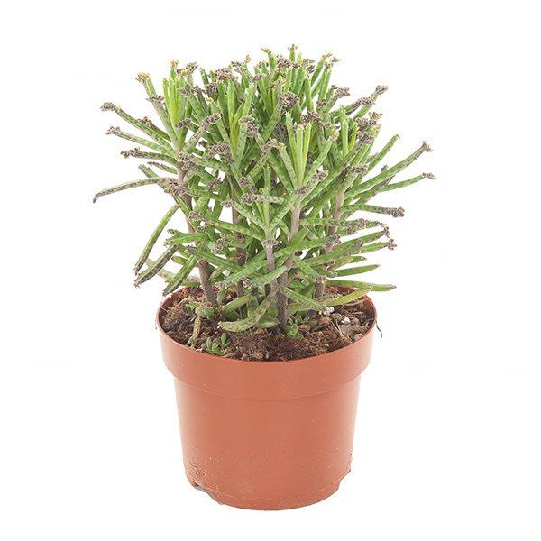 Kalanchoe Tubiflora - P 12 cm