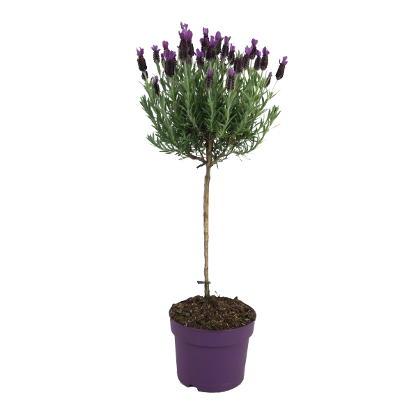 Lavendel st. Anouk (op stam) P 17 cm