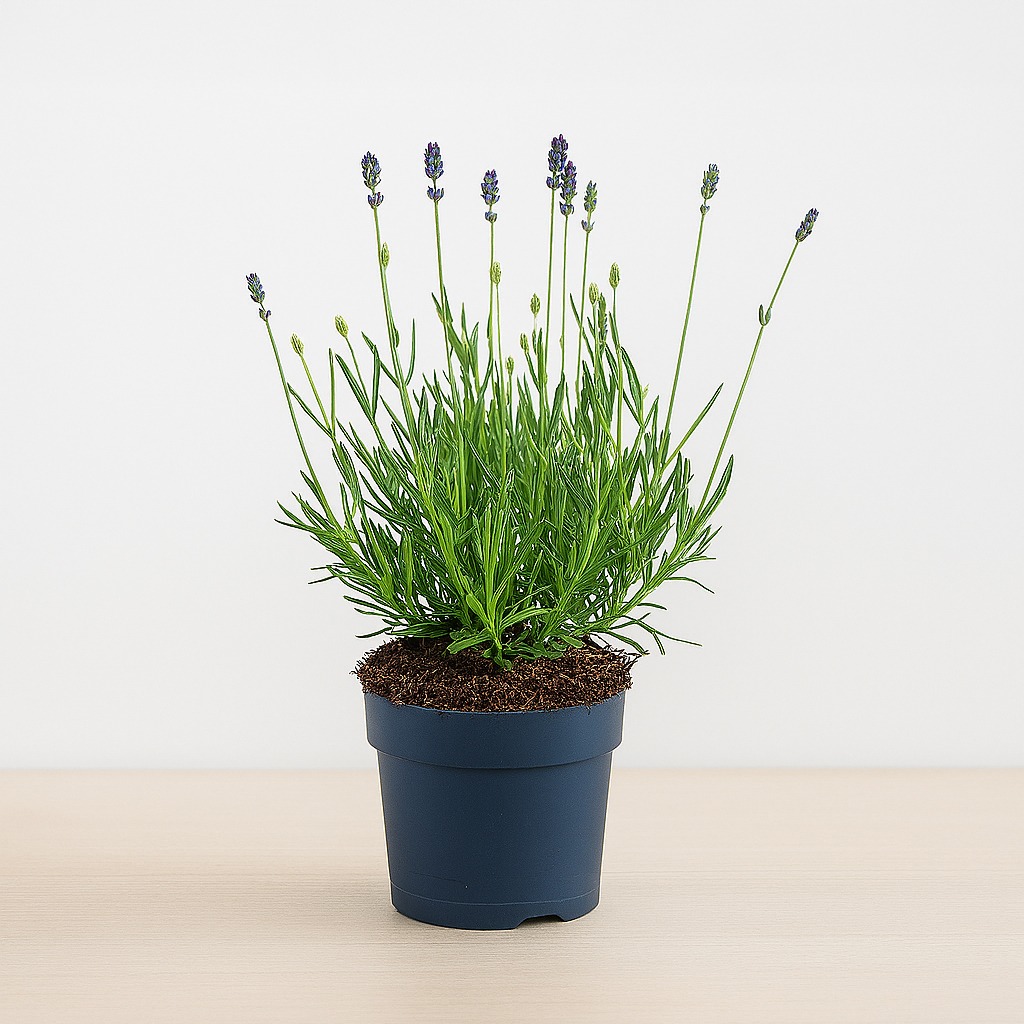 Lavandula - Lavendel plant - P12