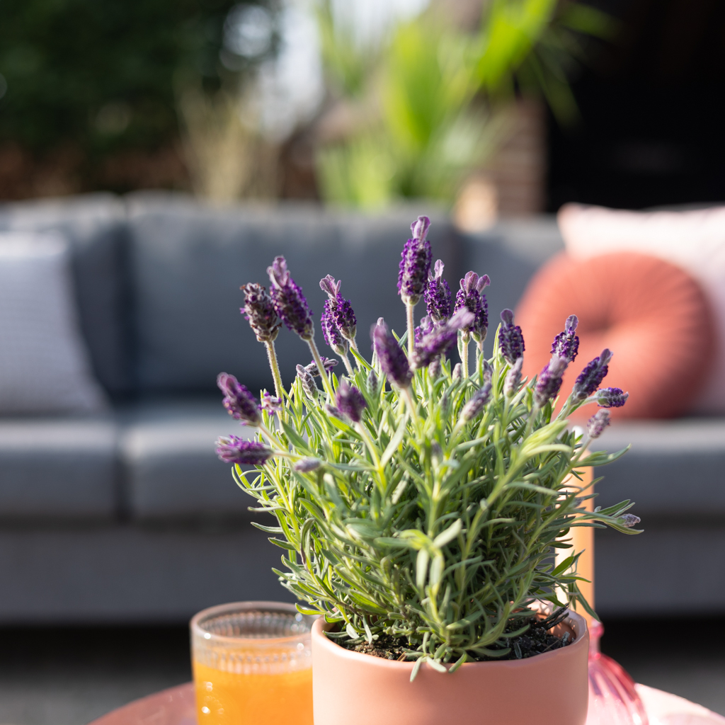 Lavandula Stoechas Anouk - Kuiflavendel - P17