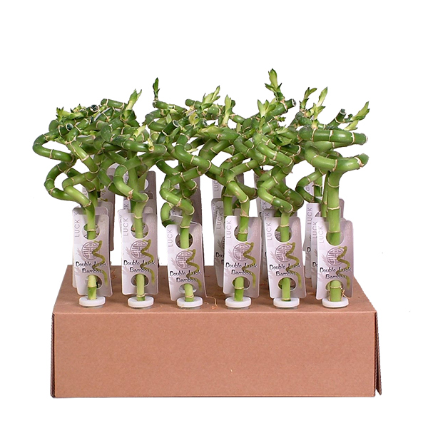 Lucky Bamboo 30-pack (30 cm hoog)