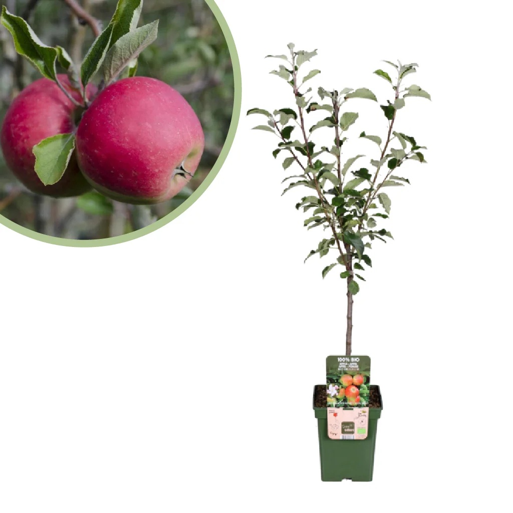 Malus Domestica Elstar - Appelboom - P23
