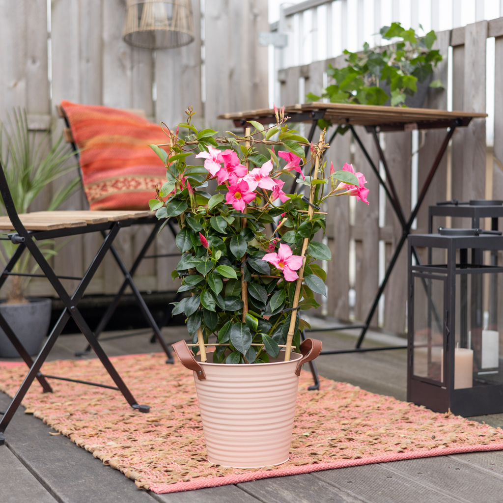 Mandevilla Sundaville - Dipladenia - Roze - P17