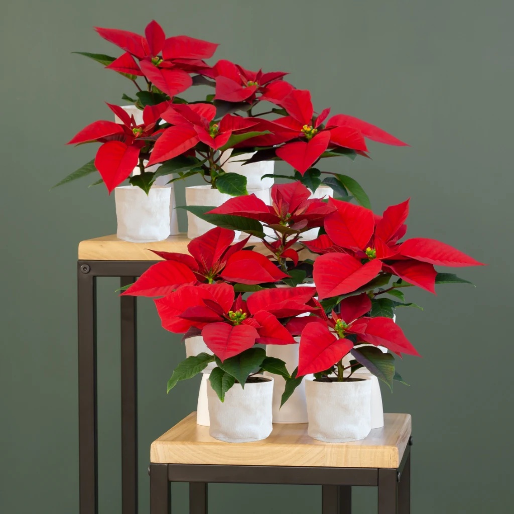 Kerststerren - Mini Poinsettia (10 stuks) - P6