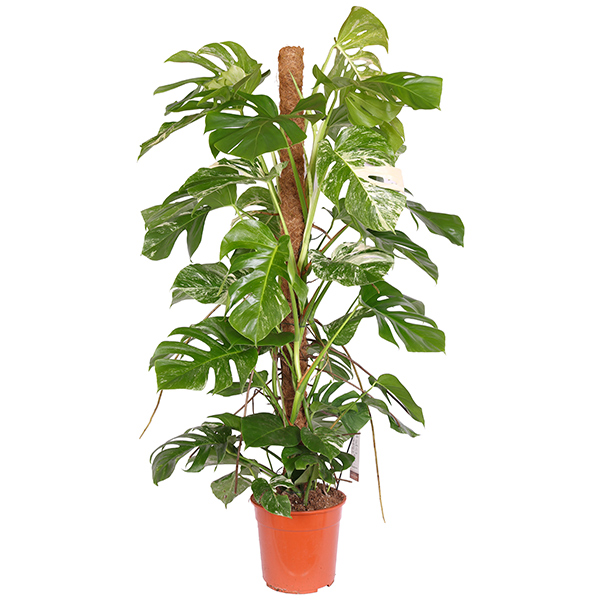 Monstera Bont &apos;Variegata&apos; P 27 cm