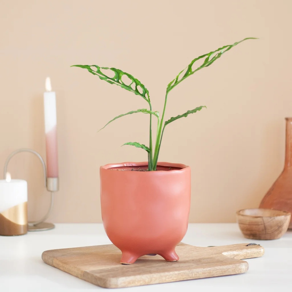 Monstera Obliqua Peru - P12