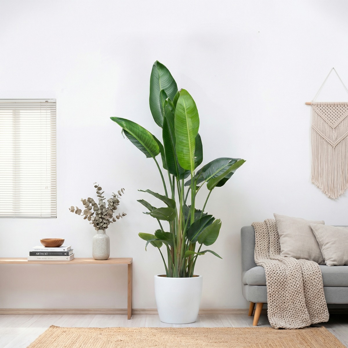 Strelitzia Nicolai XXL – Paradijsvogelplant – P27