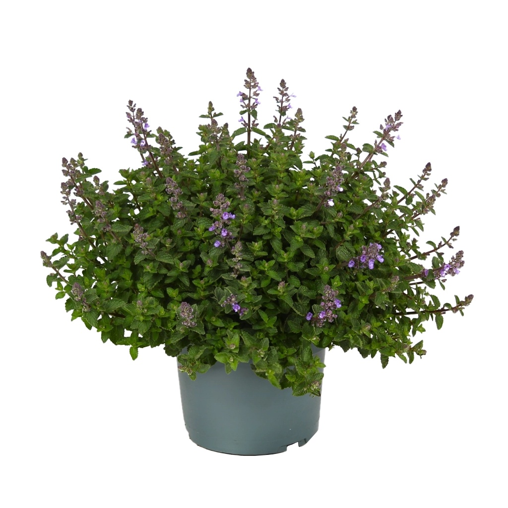 Nepeta Faassenii - Kattenkruid - P19