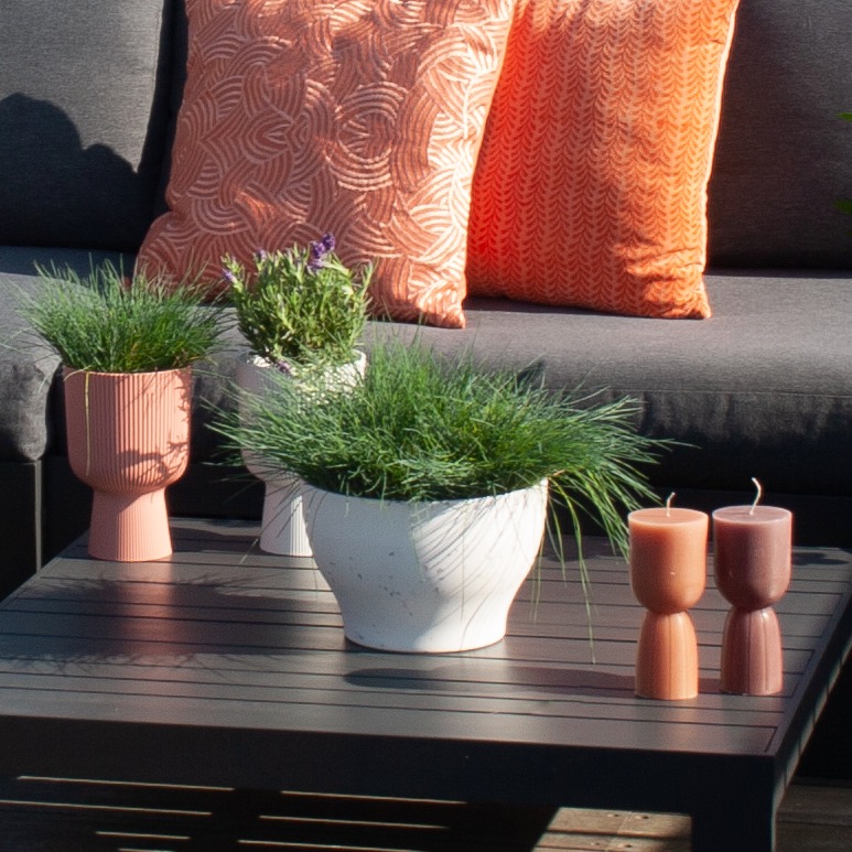 Festuca Trio - 3 stuks - P10