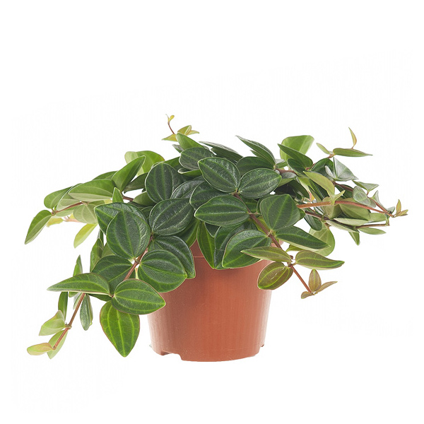 Peperomia Angulata - P 12 cm