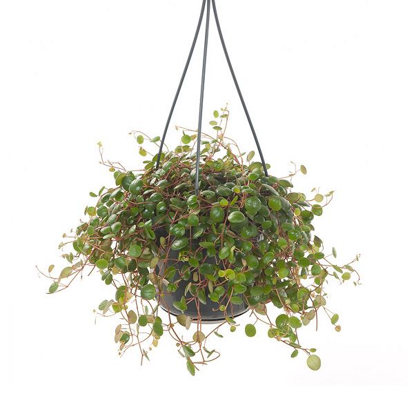 Peperomia Pepperspot &apos;Green Coins&apos; - P 15 cm