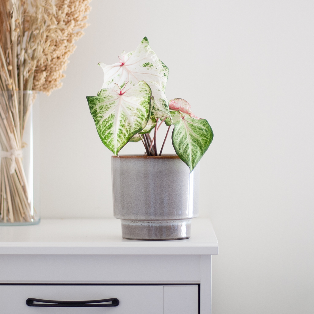 Caladium Peppermint - P13