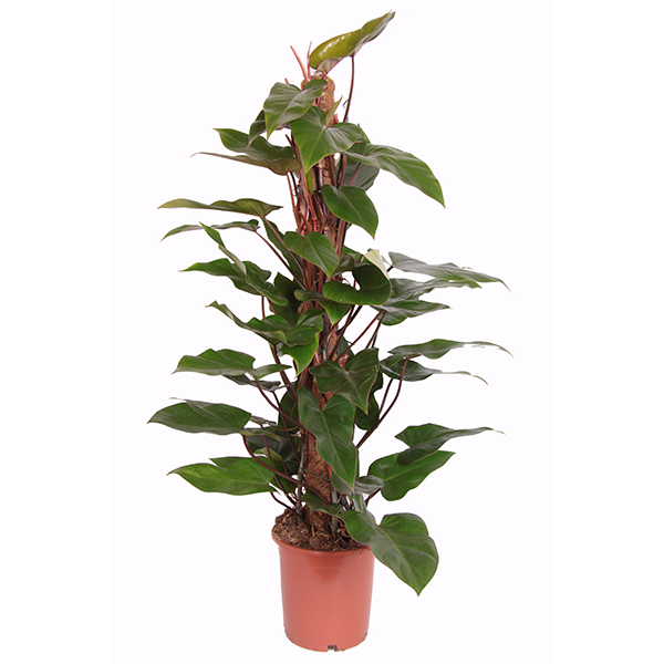 Philodendron &apos;Red Emerald&apos; P 24 cm
