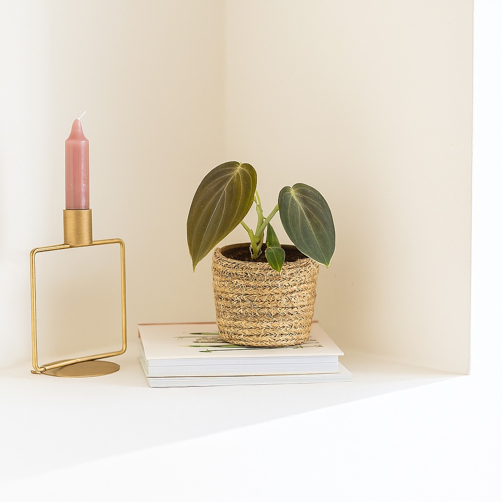 Philodendron Melanochrysum (mini) P6