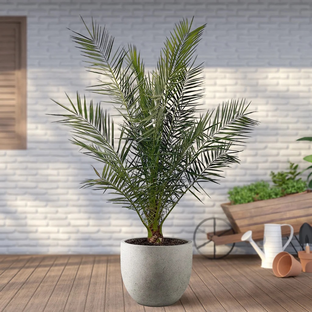 Phoenix Canariensis - Dadelpalm - P26