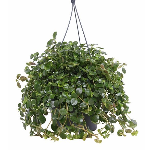 Pilea Depressa - P 17 cm