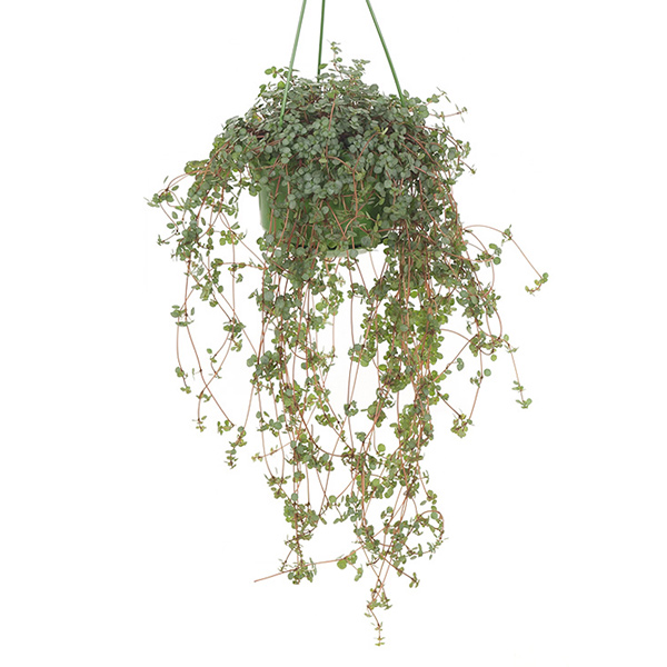 Pilea Glaucophylla (Hangplant) P 15 cm