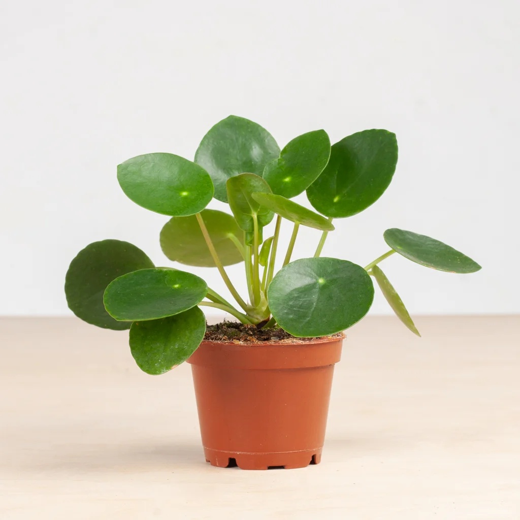 Mini Pannenkoekplant - Pilea Peperomioides - P6
