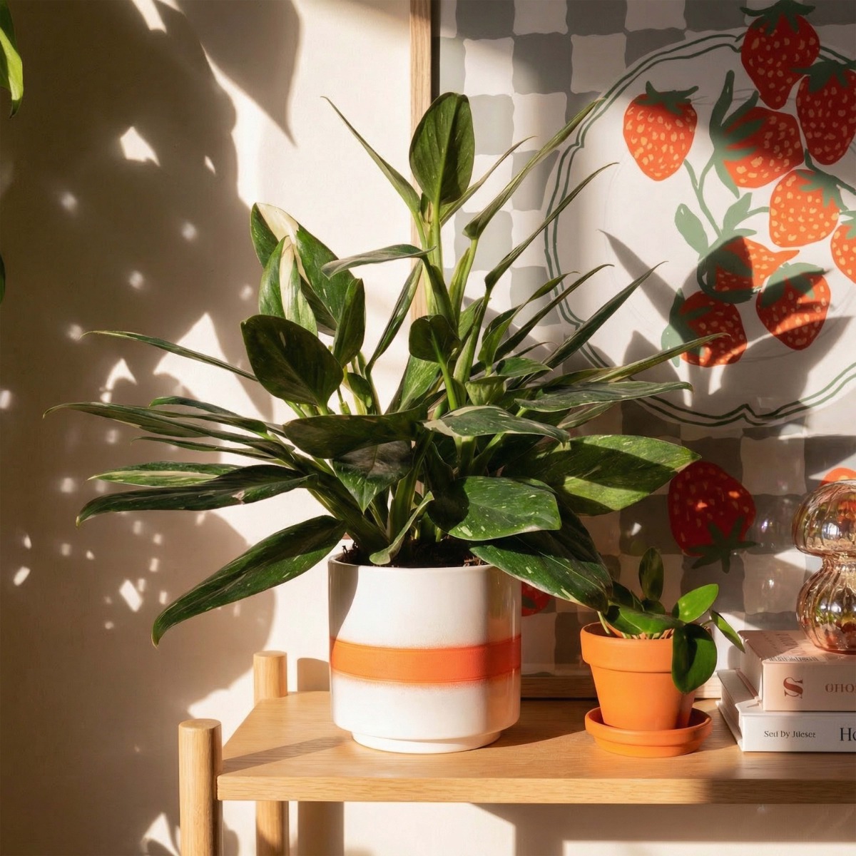 Philodendron Standleyana Variegata (Cobra) - P 19 cm