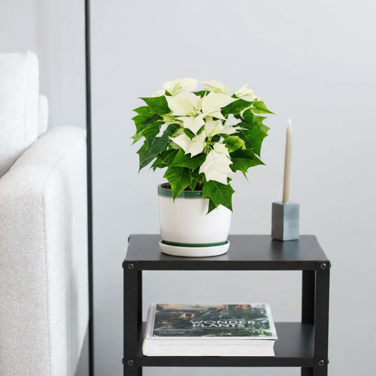 Poinsettia - Kerstster plant - P10.5