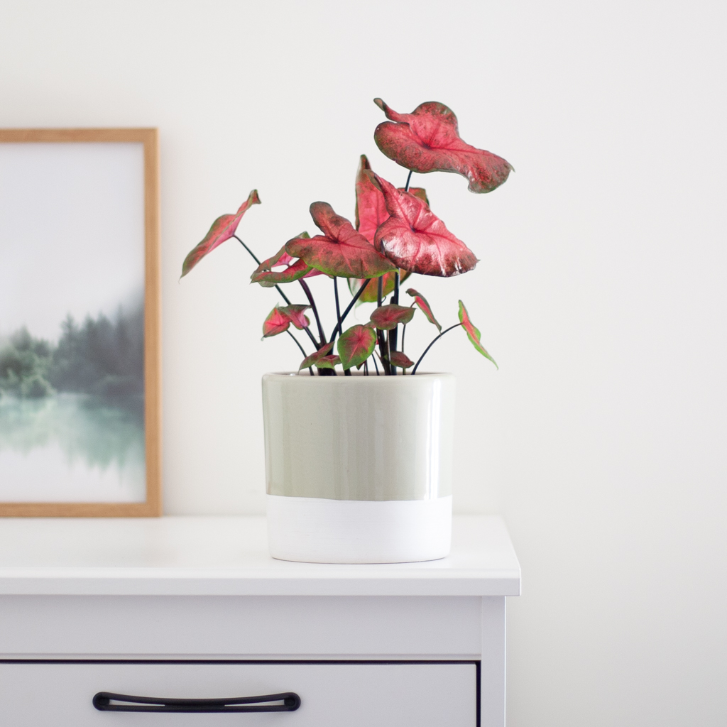 Caladium Postman Joyner - P12