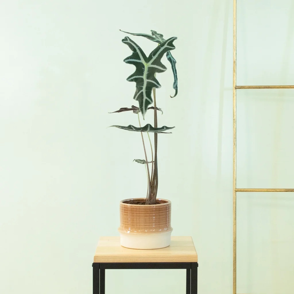 Alocasia Nobilis - P12