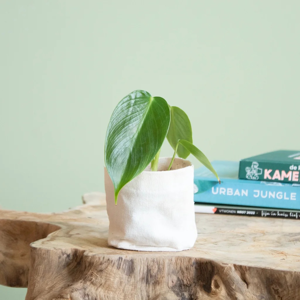 Philodendron Esmeraldense - P5,5