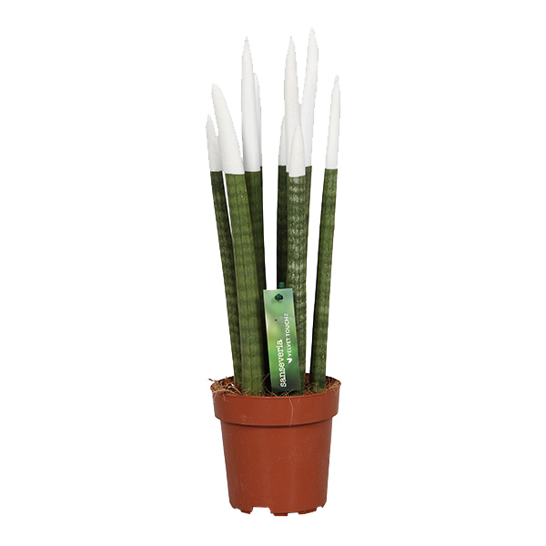 Sansevieria Cylindrica velvet touchz wit P 12 cm