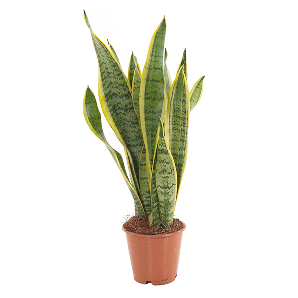 Sansevieria Trifasciata Laurentii (Vrouwentong) P 14 cm