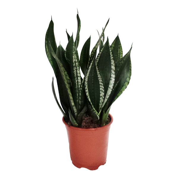 Sansevieria Silver Flame (Vrouwentong Trifasciata) - P 21 cm