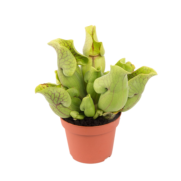 Sarracenia Purpurea Venosa (vleesetende plant) P 12 cm