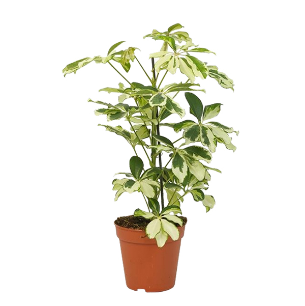 Schefflera Charlotte - P 13 cm