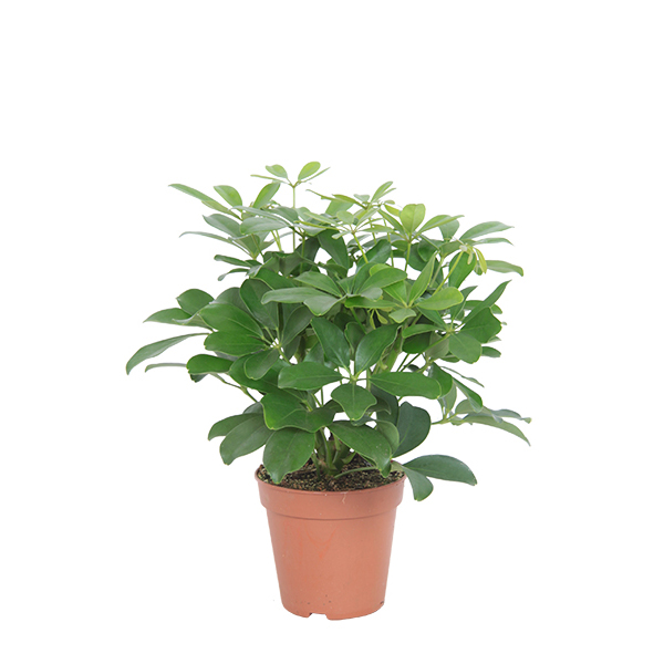 Schefflera Nora (vertakt) P 13 cm