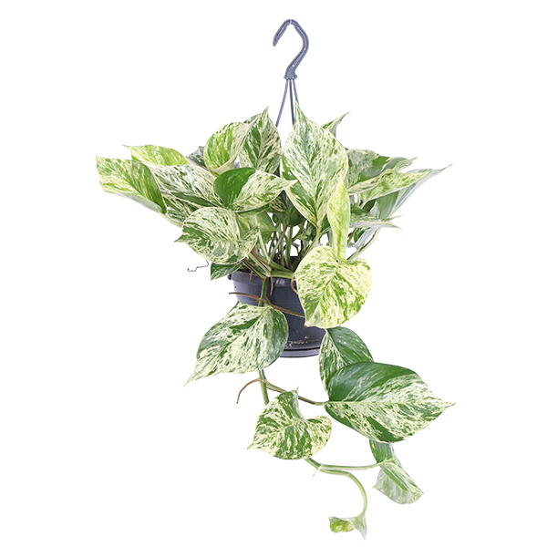 Scindapsus Marble Queen - P 15 cm